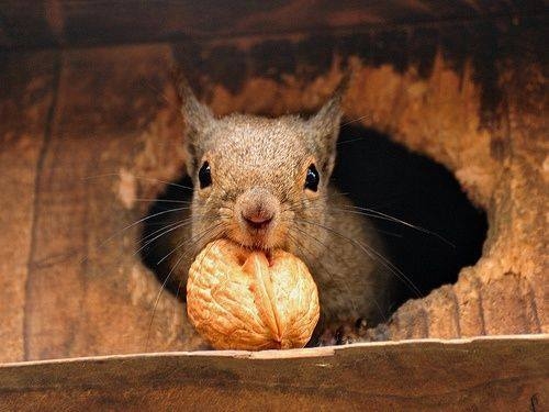 33987-Squirrel-With-Walnut